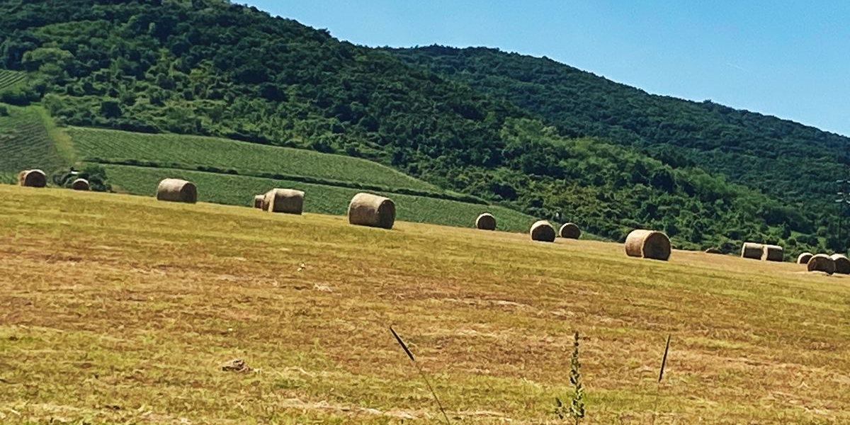 Meghívó agrártájékoztatási szakmai napra