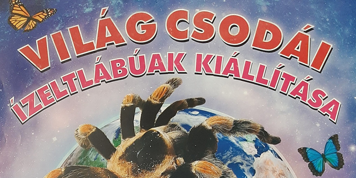 Világ csodái – ízeltlábúak kiállítása