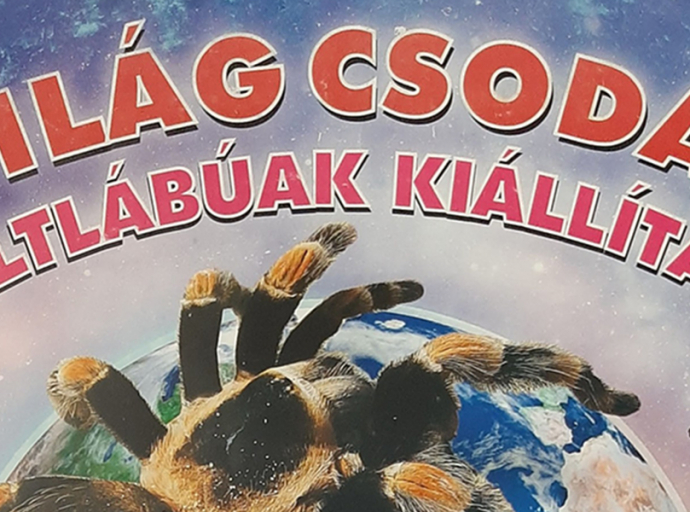 Világ csodái – ízeltlábúak kiállítása