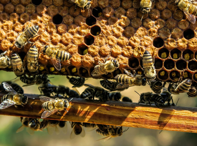 Községi zárlat méhészeteknek